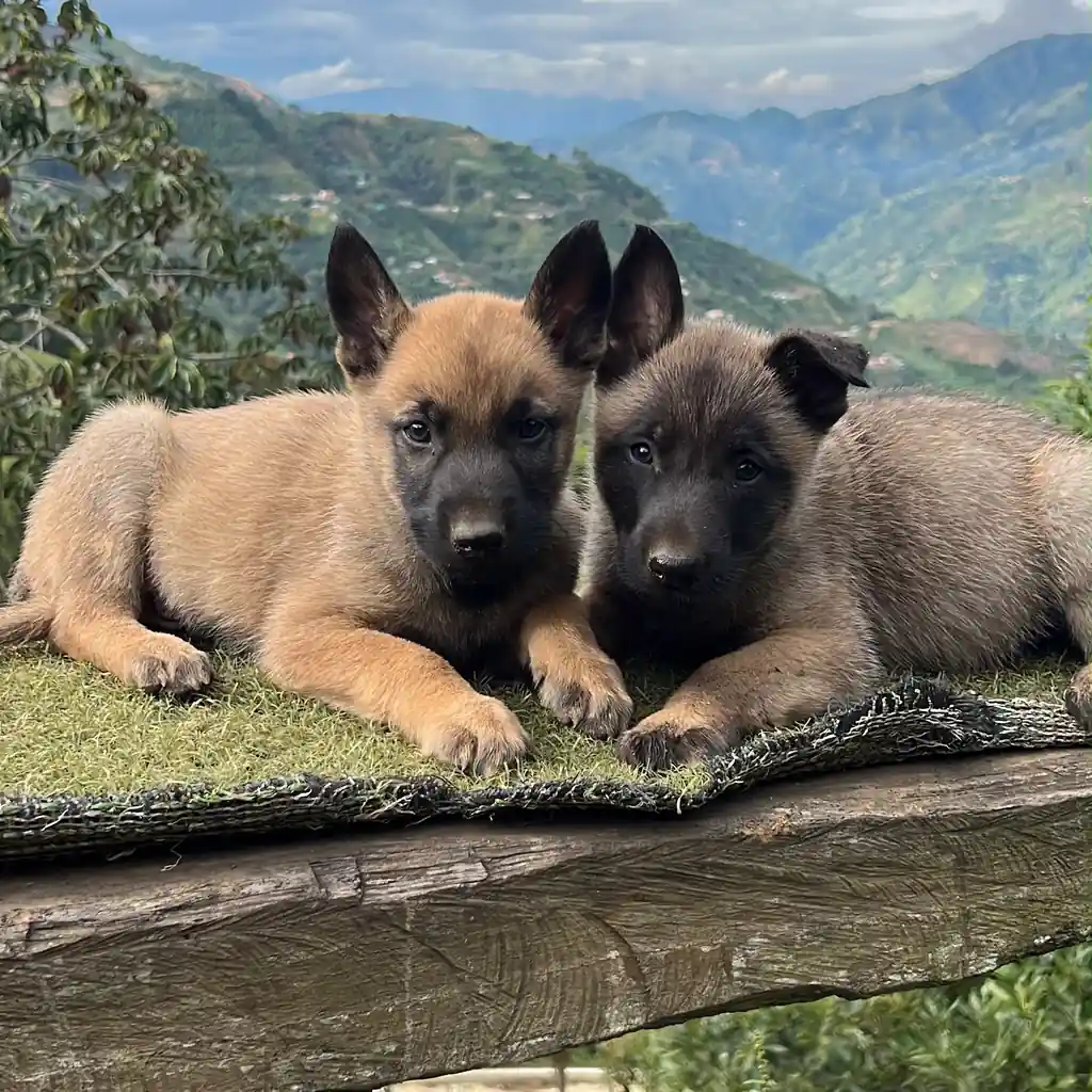 Pastor Belga Malinois hembra en Medellín