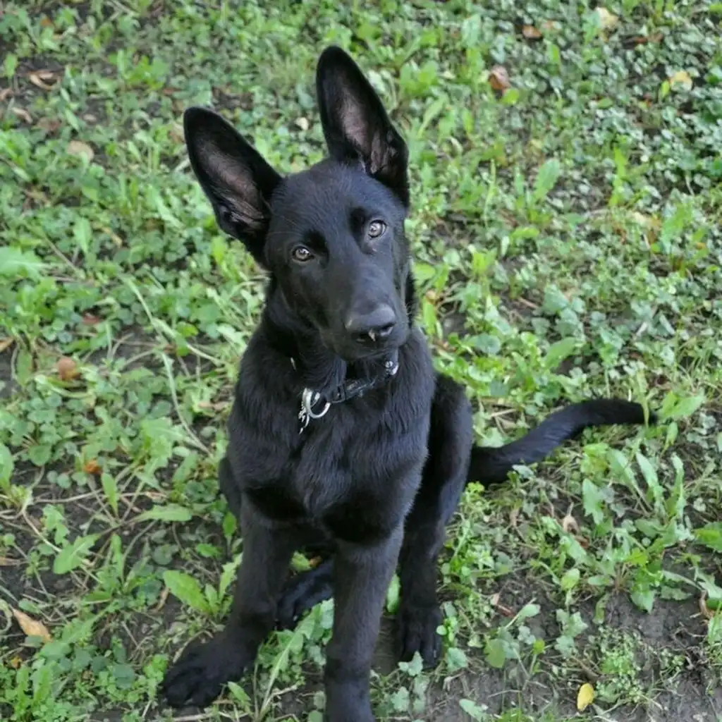Pastor Belga Malinois Carbonero