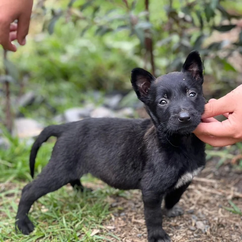 Pastor Belga Malinois carbonero en Bogotá