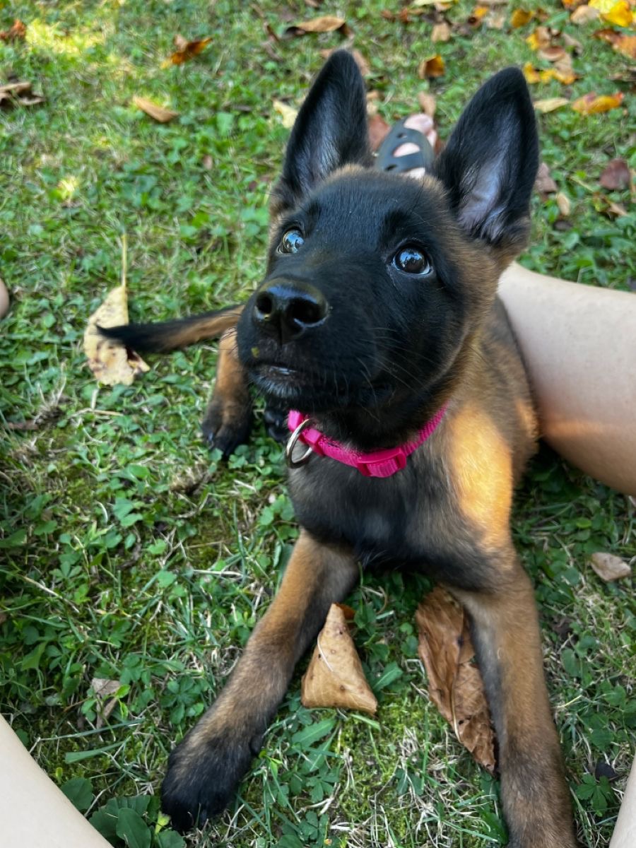 Pastor Belga Malinois Hembra