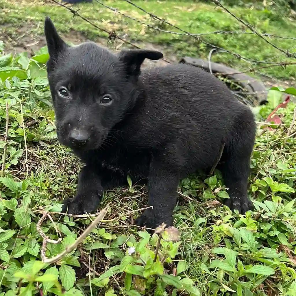 Pastor Belga Malinois carbonero en Rionegro