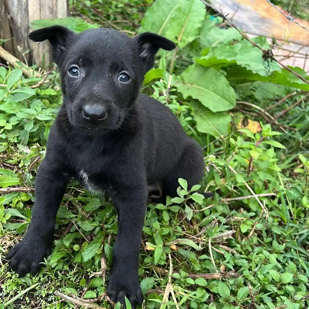 Pastor Belga Malinois carbonero en Medellín