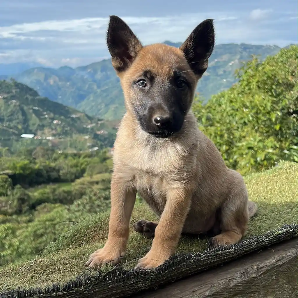 Pastor Belga Malinois hembra en Bogotá