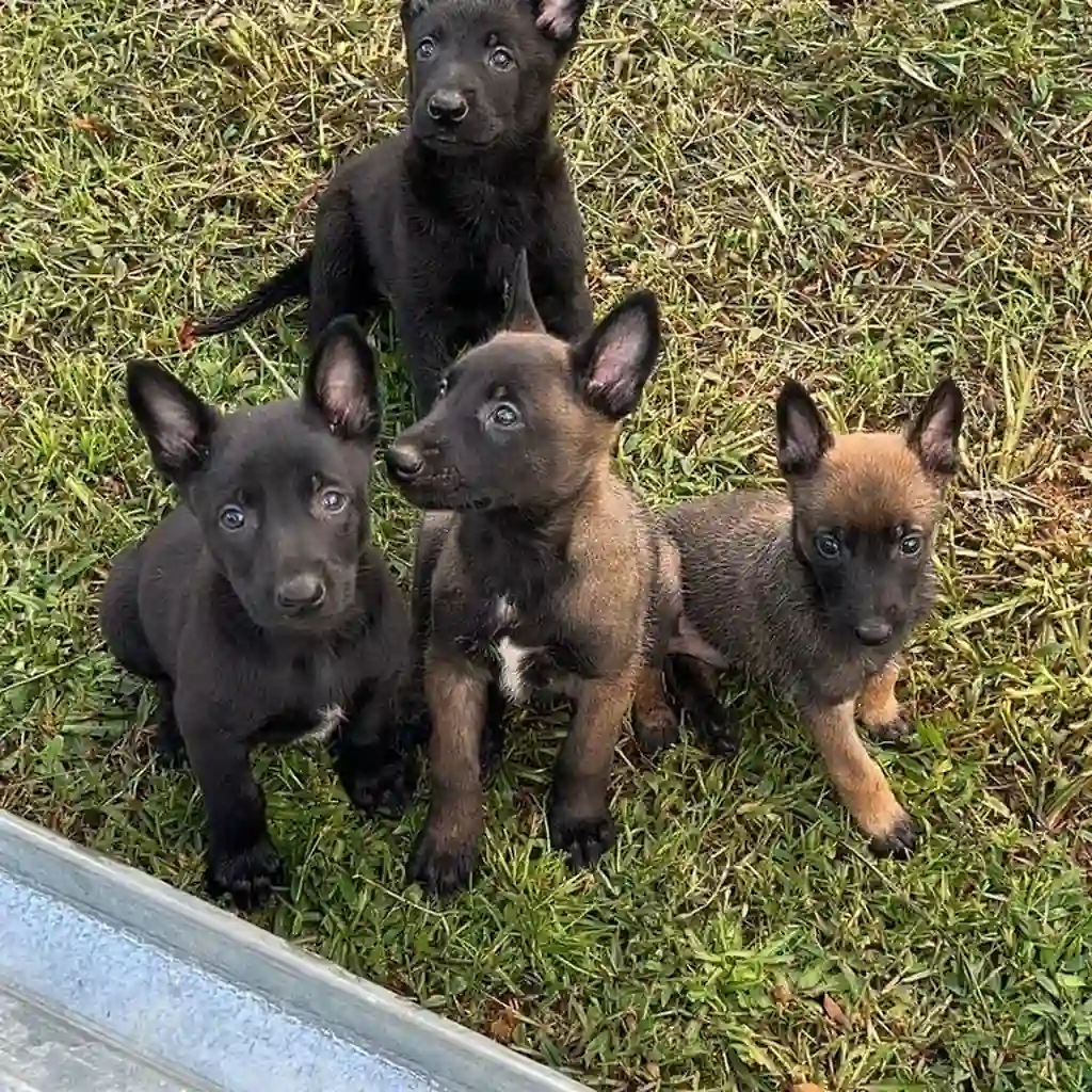 Pastor Belga Malinois macho en Ibagué