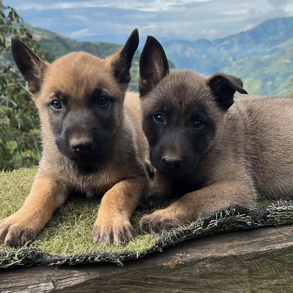 Pastor Belga Malinois hembra en Rionegro