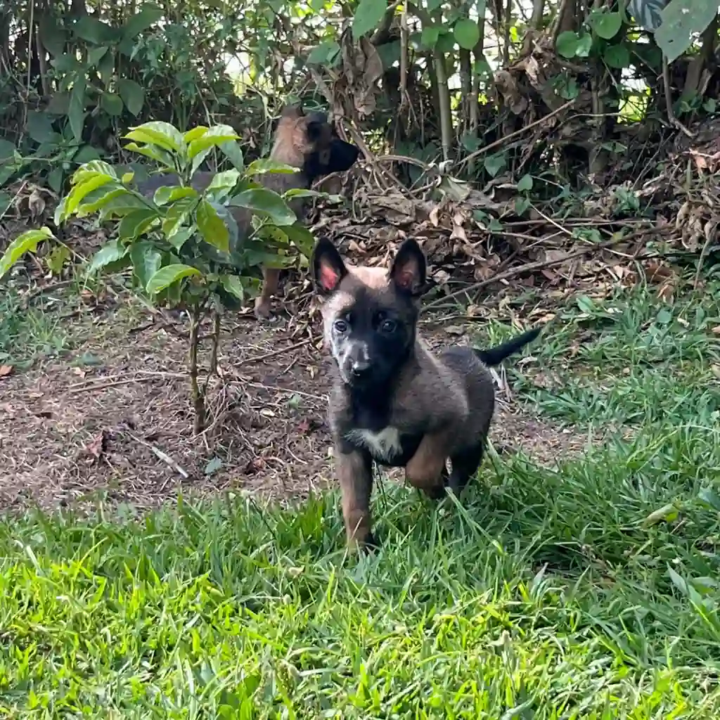Pastor Belga Malinois macho en Medellín