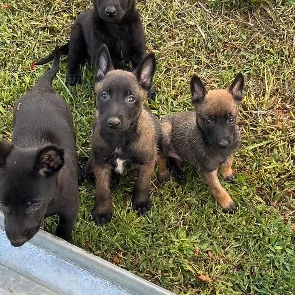 Pastor Belga Malinois macho en Cali
